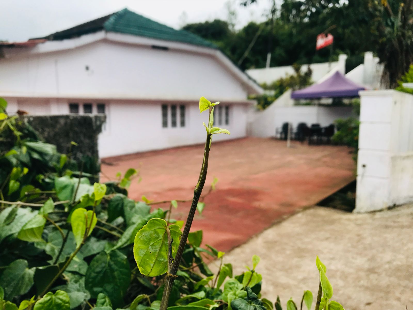 Green surroundings at homestay in Madikeri Coorg